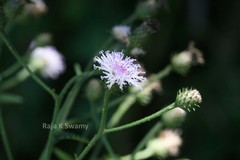 Vernonia peninsularis var. peninsularis